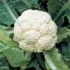 Amazing Cauliflower -Maximas Flower Shop 01703