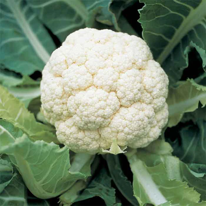 Amazing Cauliflower 3 Amazing Cauliflower