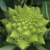 Veronica Romanesco Cauliflower -Maximas Flower Shop 01733
