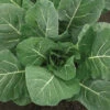 Flash Hybrid Collards -Maximas Flower Shop 01746