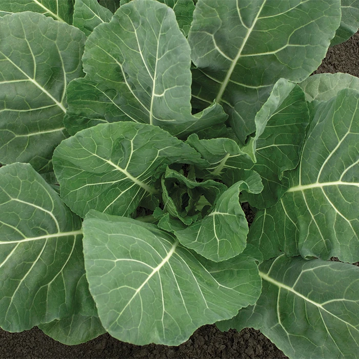 Flash Hybrid Collards 3 Flash Hybrid Collards
