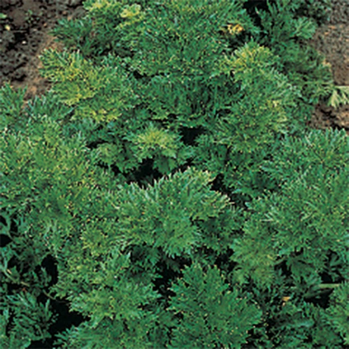 Cutting Celery 3 Cutting Celery