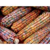 Earth Tones Ornamental Corn -Maximas Flower Shop 01767