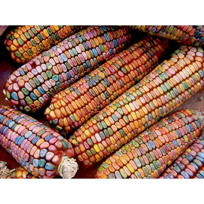 Earth Tones Ornamental Corn 3 Earth Tones Ornamental Corn