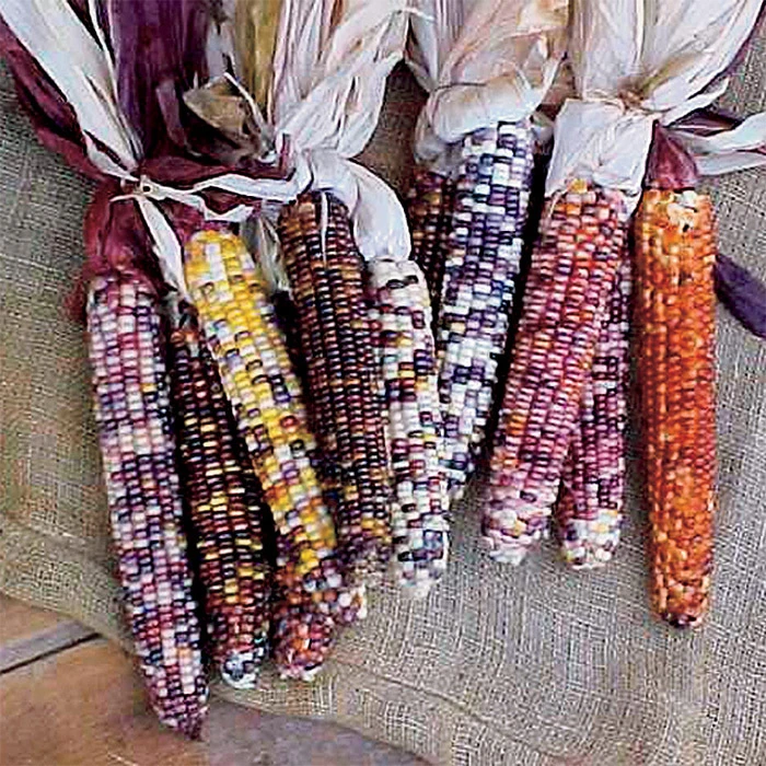 Autumn Explosion Hybrid Ornamental Corn 3 Autumn Explosion Hybrid Ornamental Corn