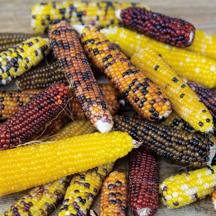Miniature Rainbow Popcorn 3 Miniature Rainbow Popcorn