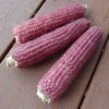 Early Pink Ornamental Popcorn -Maximas Flower Shop 01790