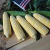 American Dream Hybrid Sweet Corn 1 American Dream Hybrid Sweet Corn -Maximas Flower Shop 01800