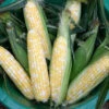 Butter And Sugar Bicolor Hybrid Sweet Corn 1 Butter And Sugar Bicolor Hybrid Sweet Corn -Maximas Flower Shop 01805