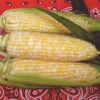 Luscious Bicolor Hybrid Sweet Corn 1 Luscious Bicolor Hybrid Sweet Corn -Maximas Flower Shop 01811