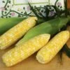 Montauk Bicolor Hybrid Sweet Corn 2 Montauk Bicolor Hybrid Sweet Corn -Maximas Flower Shop 01812