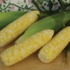 Montauk Bicolor Untreated Hybrid Sweet Corn 1 Montauk Bicolor Untreated Hybrid Sweet Corn -Maximas Flower Shop 01812 Corn Montauk