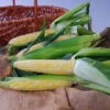Nectar Bicolor Hybrid Sweet Corn -Maximas Flower Shop 01820 SweetCorn Nectar