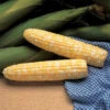 Serendipity Triplesweet® Bicolor Hybrid Sweet Corn -Maximas Flower Shop 01827