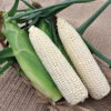 Glacial White Hybrid Sweet Corn -Maximas Flower Shop 01860