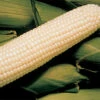 Silver King White Hybrid Sweet Corn -Maximas Flower Shop 01866