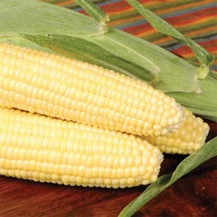 Bodacious Rm Yellow Hybrid Sweet Corn 3 Bodacious Rm Yellow Hybrid Sweet Corn