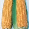 Illini Xtra-Sweet™ Hybrid Sweet Corn -Maximas Flower Shop 01922
