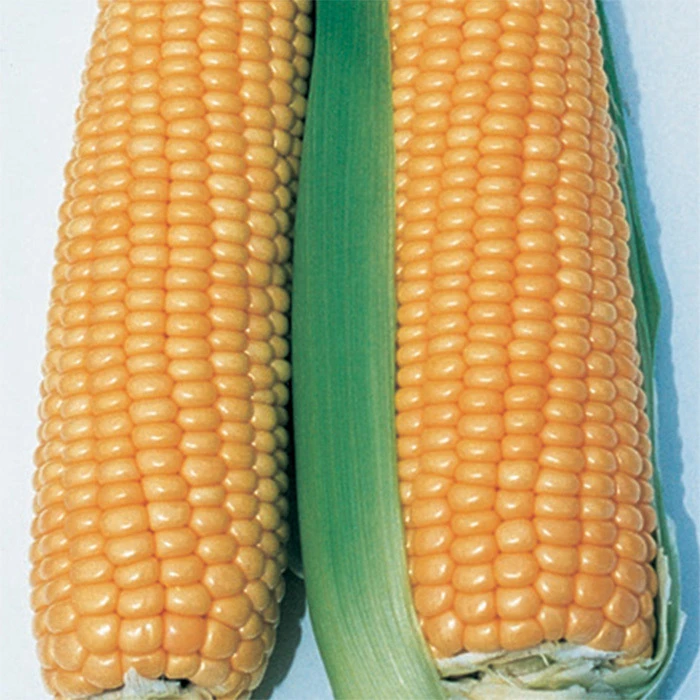 Illini Xtra-Sweet™ Hybrid Sweet Corn 3 Illini Xtra-Sweet™ Hybrid Sweet Corn