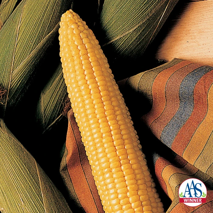 Honey Select Hybrid Triplesweet® Sweet Corn 3 Honey Select Hybrid Triplesweet® Sweet Corn