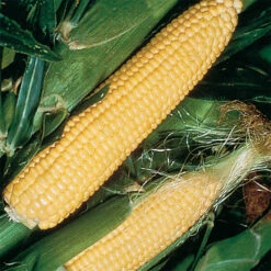 Jubilee Hybrid Sweet Corn