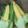 Incredible RM Yellow Sweet Corn 2 Incredible RM Yellow Sweet Corn -Maximas Flower Shop 01926 A