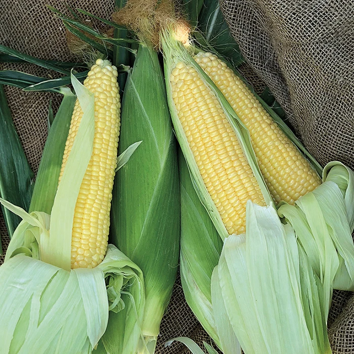 Incredible RM Yellow Sweet Corn 3 Incredible RM Yellow Sweet Corn