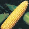Sweetie 82 Hybrid Sweet Corn -Maximas Flower Shop 01975