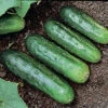 H 19 Little Leaf Cucumber 1 H 19 Little Leaf Cucumber -Maximas Flower Shop 02005