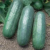 Eureka Hybrid Cucumber -Maximas Flower Shop 02018