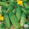 Pick A Bushel Hybrid Cucumber -Maximas Flower Shop 02039 AAS