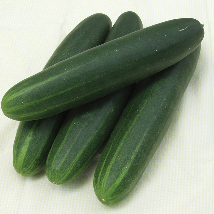 Cucumber Sonja 3 Cucumber Sonja