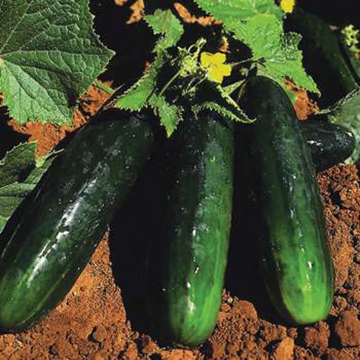Spacemaster 80 Bush Cucumber 3 Spacemaster 80 Bush Cucumber