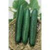 Sweet Slice Hybrid Cucumber -Maximas Flower Shop 02160