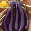 Asian Delite Hybrid Eggplant 1 Asian Delite Hybrid Eggplant -Maximas Flower Shop 02269 Eggplant Asian Delite