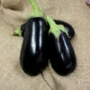 Nadia Hybrid Eggplant 1 Nadia Hybrid Eggplant -Maximas Flower Shop 02285