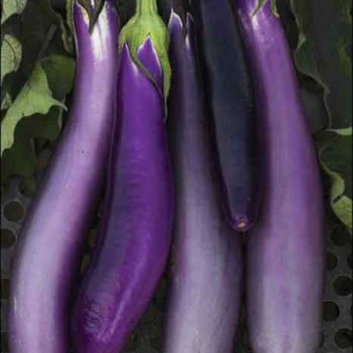 Ping Tung Long Eggplant 3 Ping Tung Long Eggplant