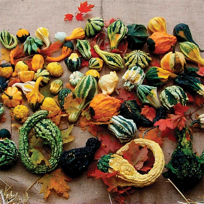 Autumn Wings Blend Gourds 3 Autumn Wings Blend Gourds