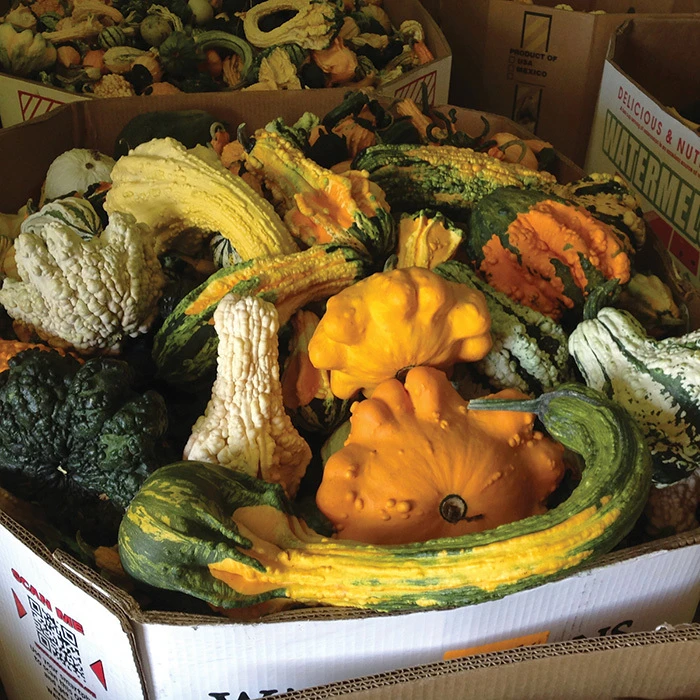 Super Freak™ Goonies Gourd 3 Super Freak™ Goonies Gourd