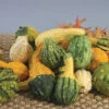 Warty Mix Fancy Gourds 2 Warty Mix Fancy Gourds -Maximas Flower Shop 02339
