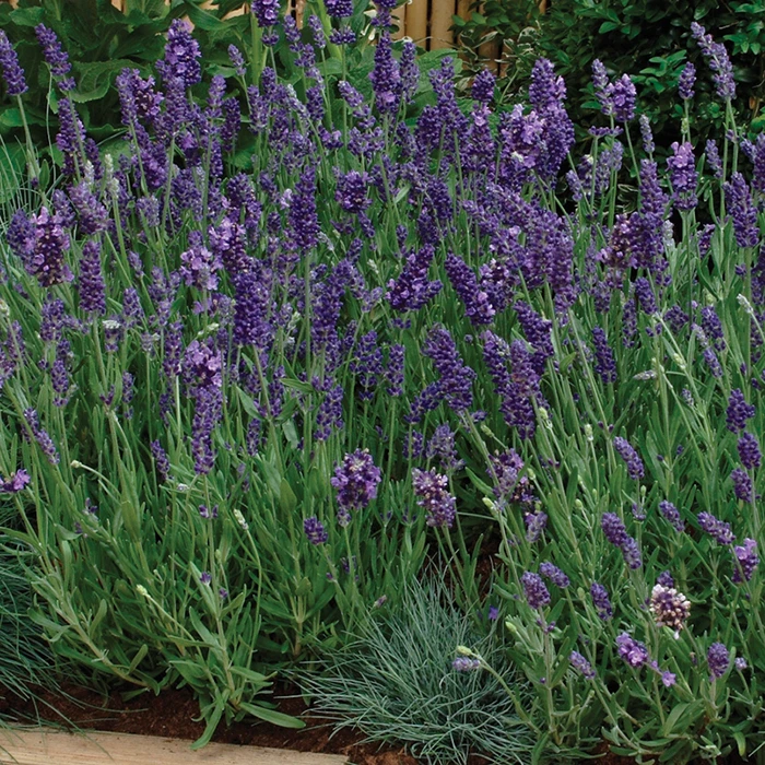 Purple Ellagance Lavender 3 Purple Ellagance Lavender