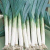 Lancelot Leek -Maximas Flower Shop 02502