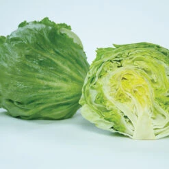 Chamisal Lettuce