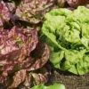 Butterhead Blend Lettuce 1 Butterhead Blend Lettuce -Maximas Flower Shop 02511 Lettuce ButterheadBlend