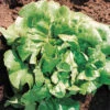 Buttercrunch Lettuce -Maximas Flower Shop 02515