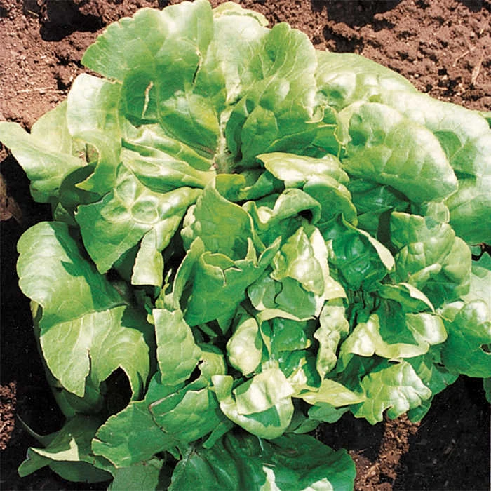 Buttercrunch Lettuce 3 Buttercrunch Lettuce