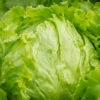 Iceberg Lettuce 1 Iceberg Lettuce -Maximas Flower Shop 02519