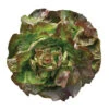 Edox Lettuce -Maximas Flower Shop 02523