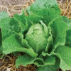 Crisp Mint Romaine Lettuce -Maximas Flower Shop 02525