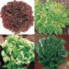 Lettuce Sampler -Maximas Flower Shop 02538